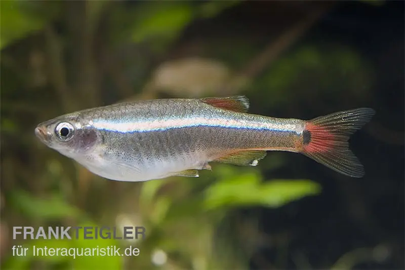 Kardinalfisch, Tanichthys albonubes, ca. 1,5-2,5 cm