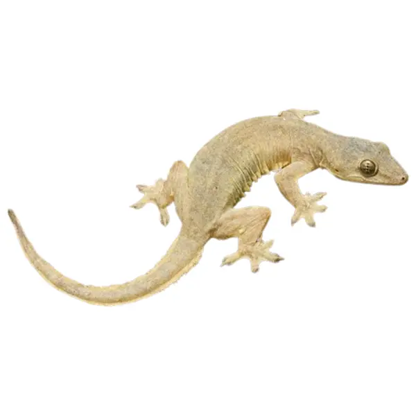 Geckos