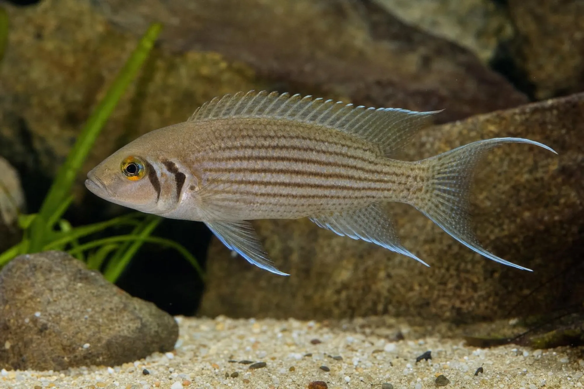 Gabelschwanzbuntbarsch „Olivaceous“, Neolamprologus pulcher