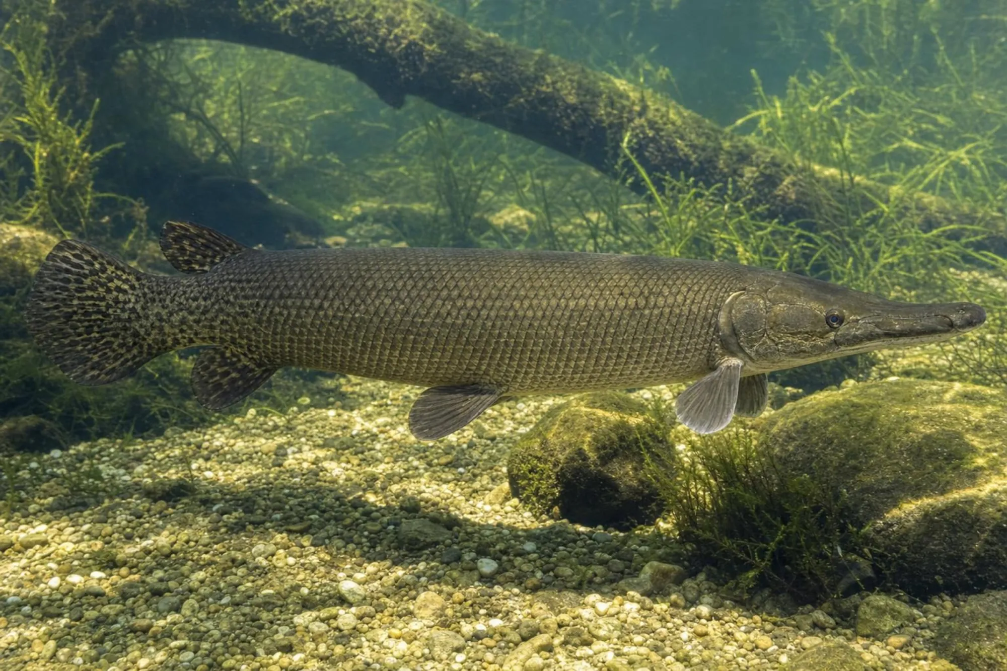 Alligatorhecht, Atractosteus spatula
