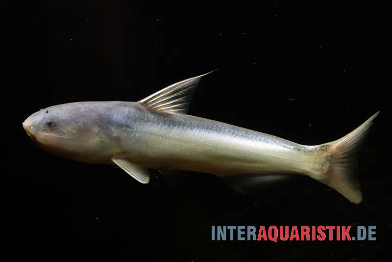 Blauer Wal-Wels, Cetopsis coecutiens, 10-12 cm