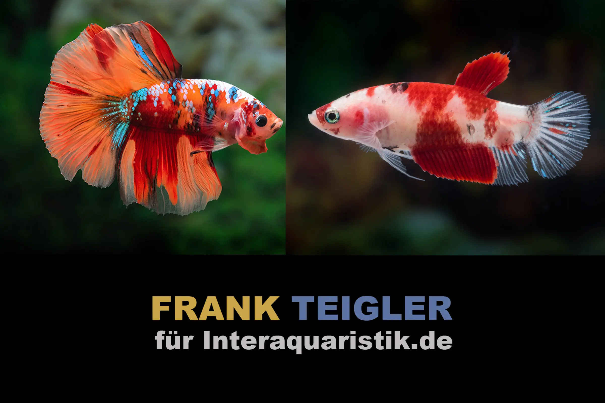 Paar: Halfmoon Kampffisch Koi, Betta splendens