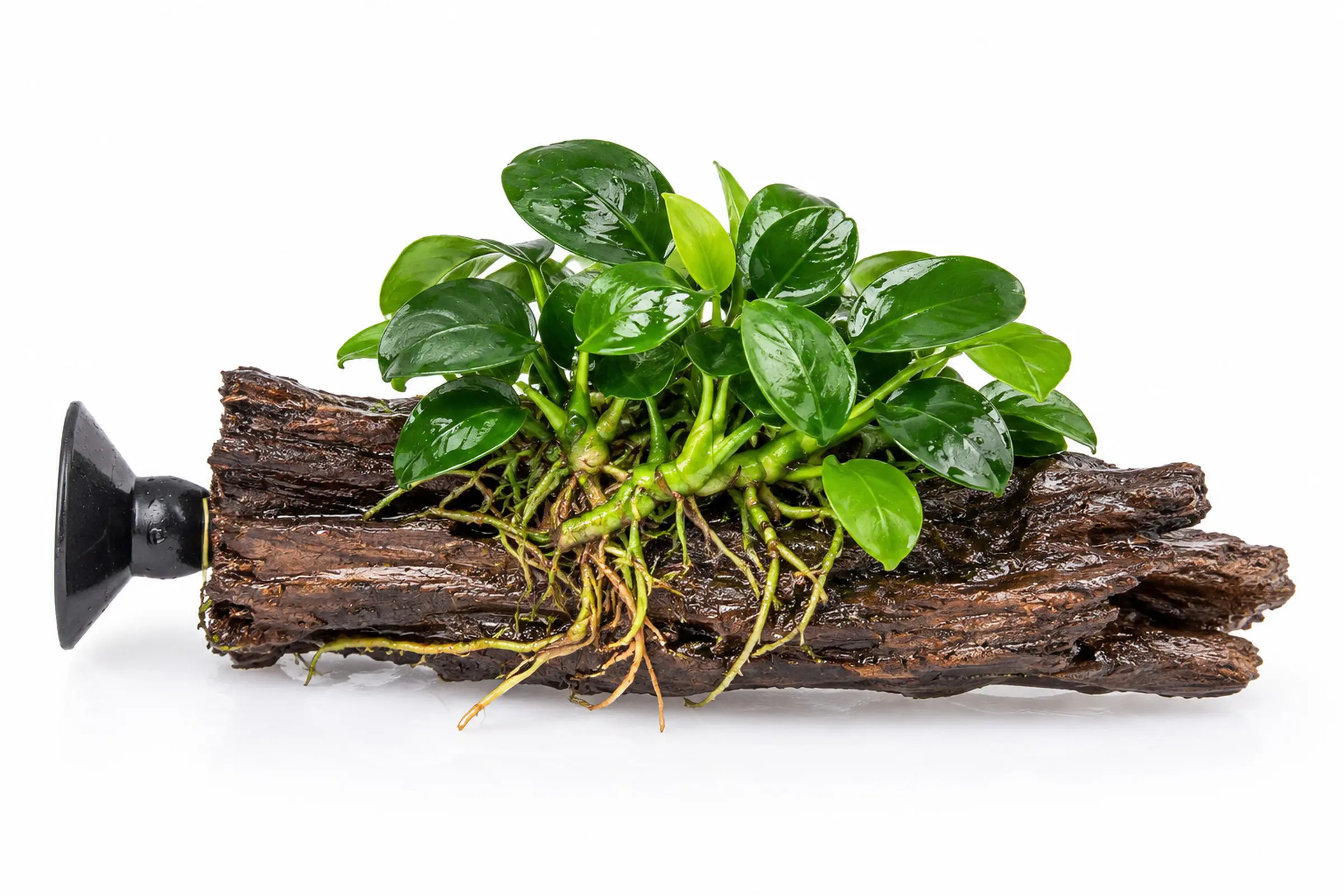Anubias Bonsai auf einem Nano-Stamm mit Saugnapf vor weißem Hintergrund.