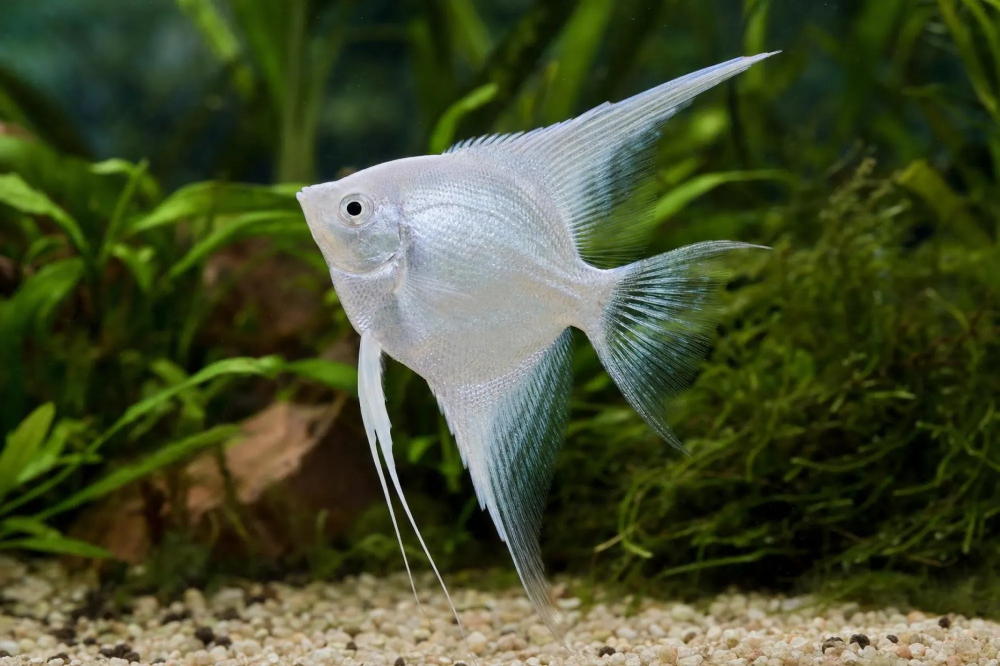Skalar „Diamond“, Pterophyllum scalare