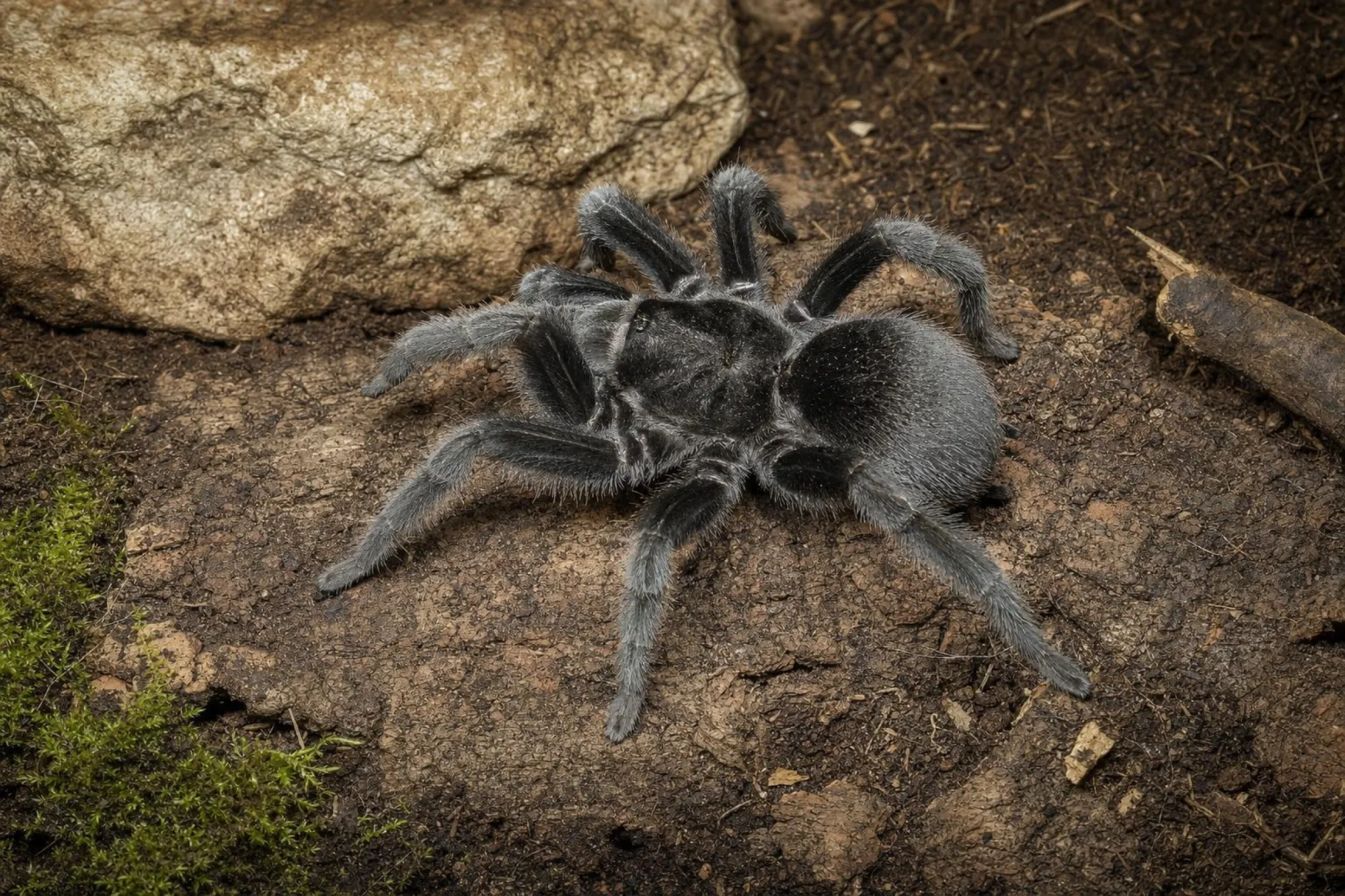 Schwarze Uruguay-Vogelspinne, Grammostola quirogai
