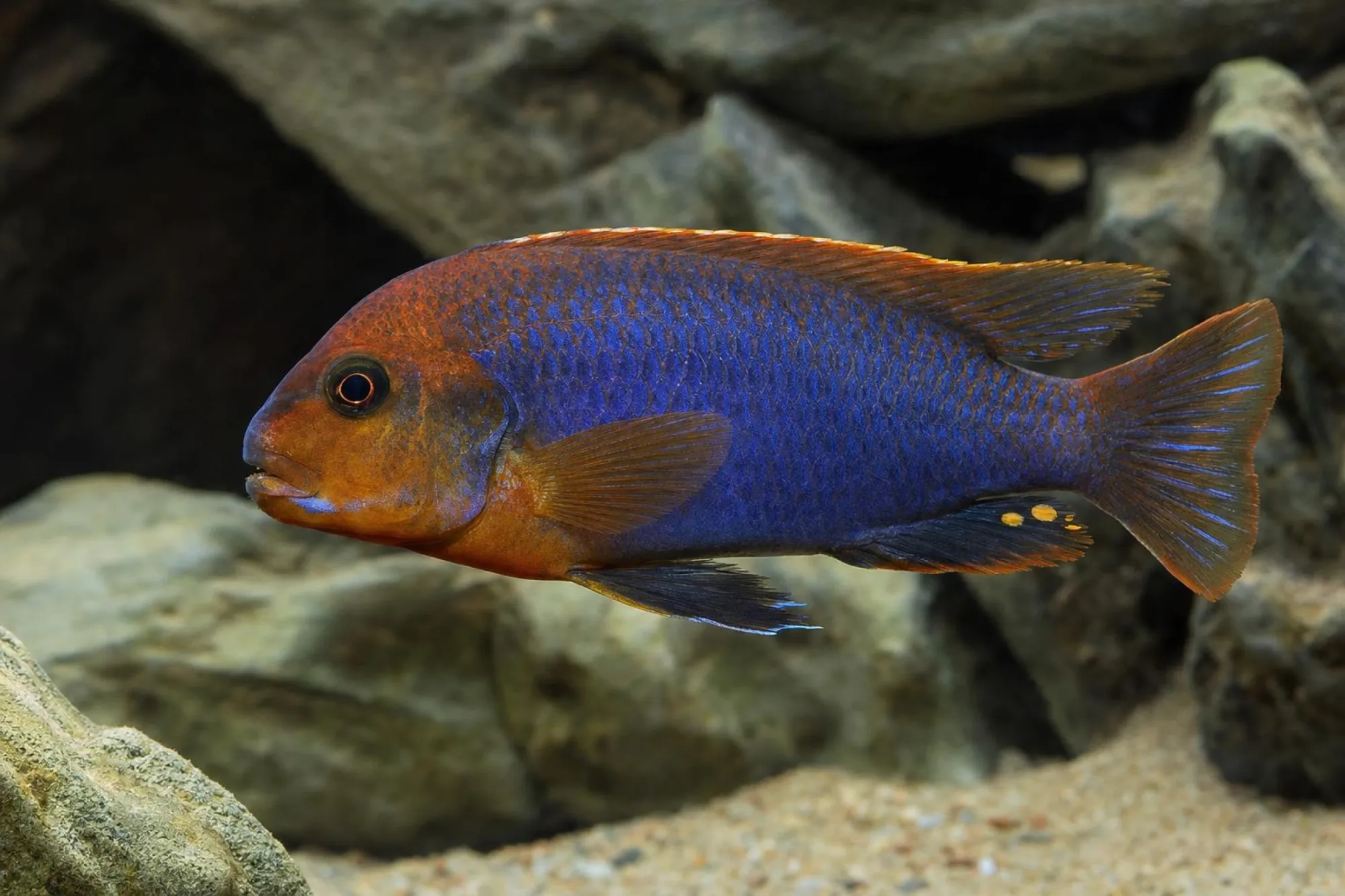 Rostbuntbarsch, Iodotropheus sprengerae, ca. 4,0-5,0 cm
