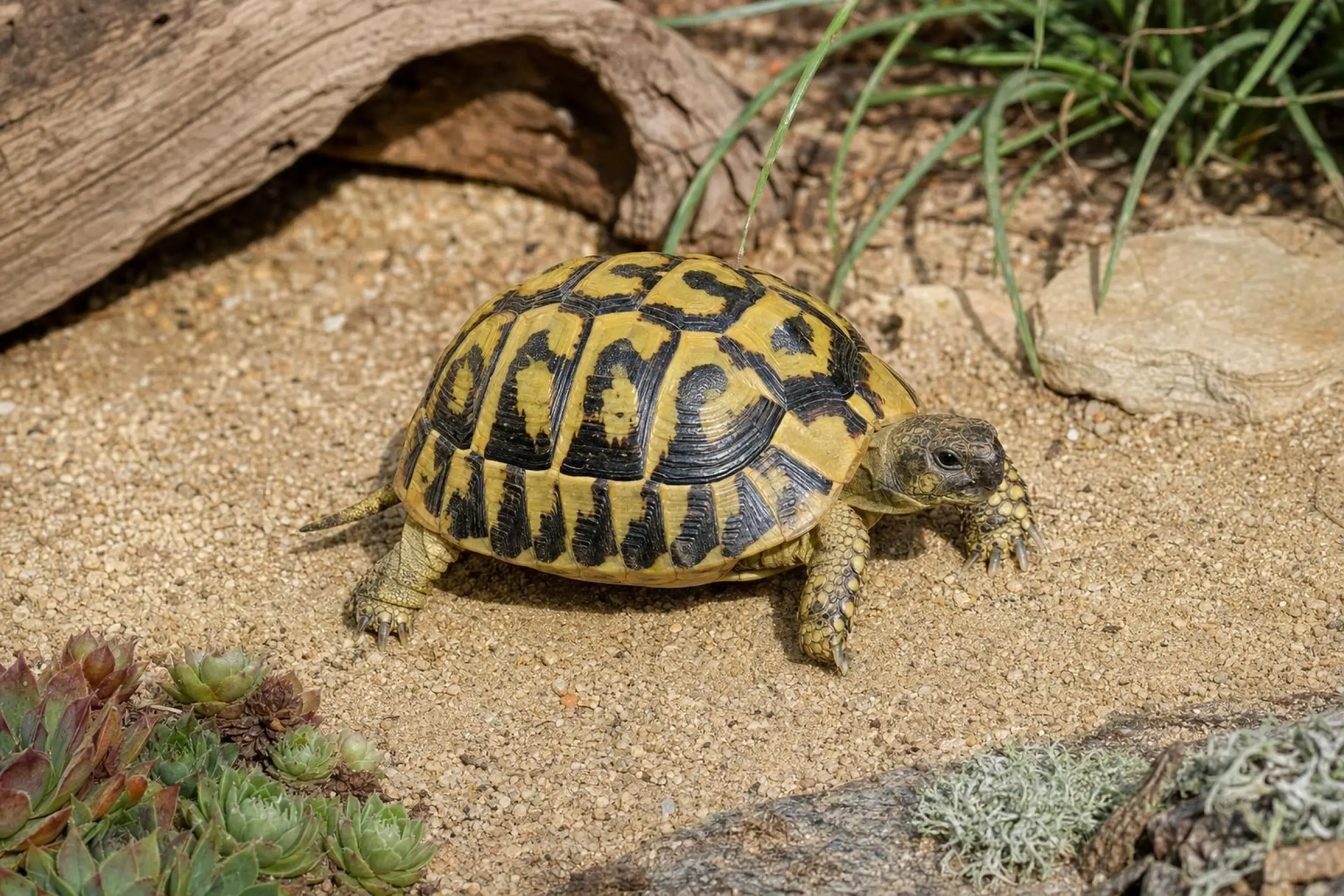 Westliche Griechische Landschildkröte, Testudo hermanni hermanni