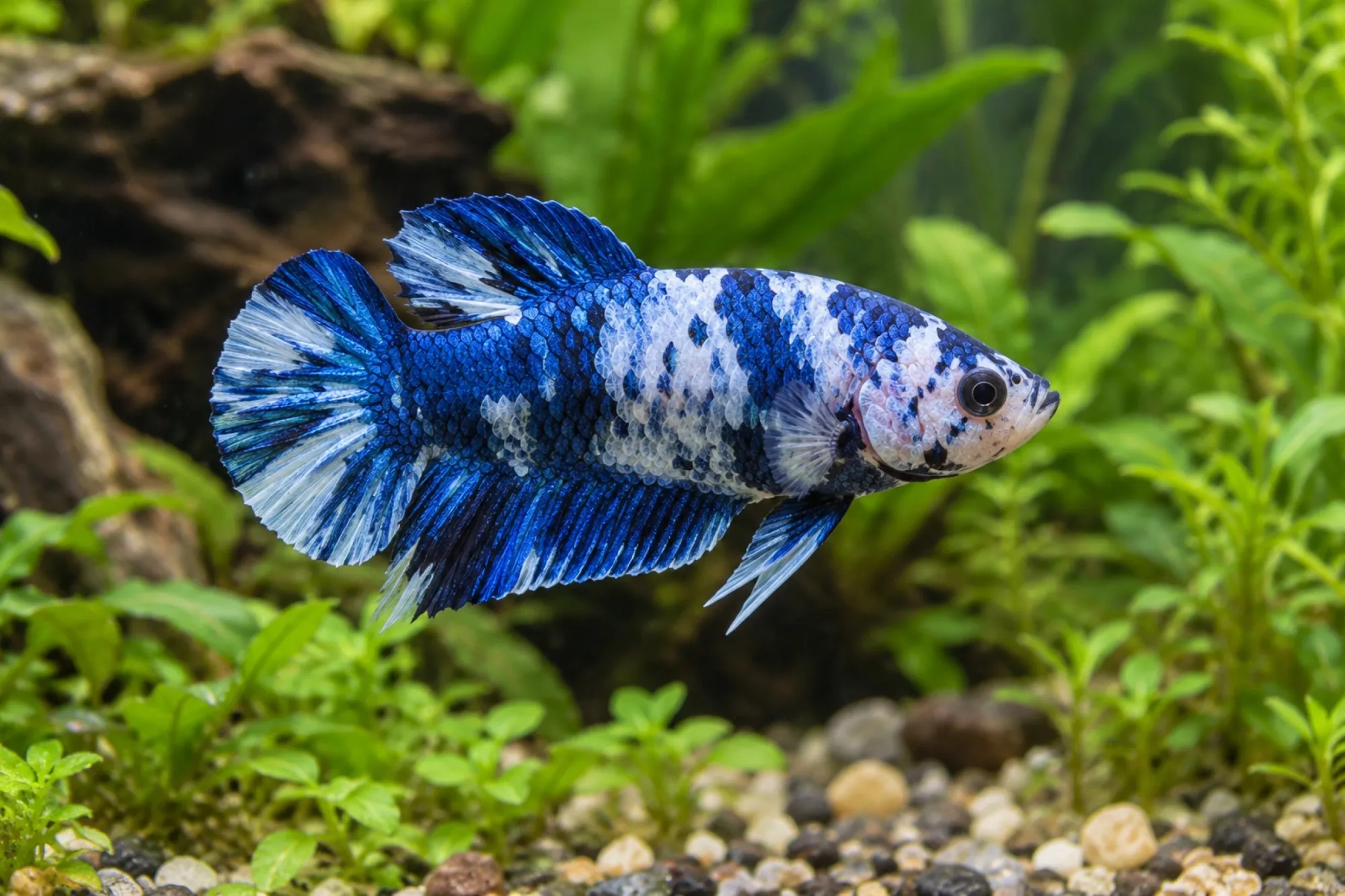 Siamesischer Kampffisch „Plakat Marmor“, Männchen, Betta splendens