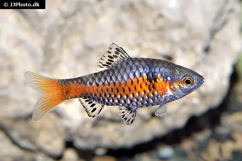 Odessabarbe, Pethia padamya (Barbus odessa)