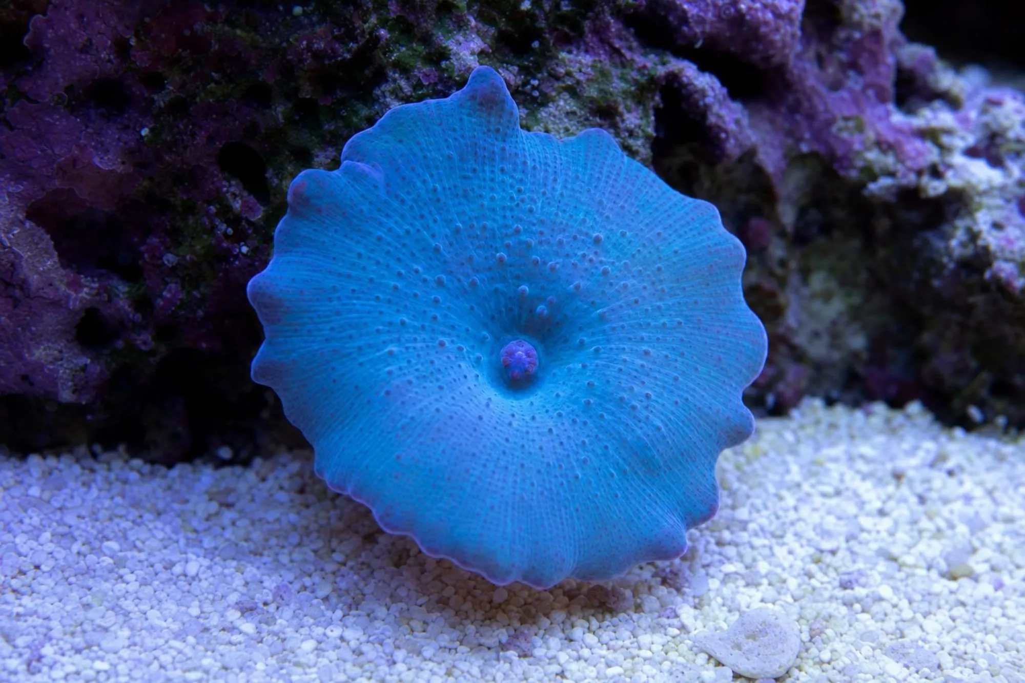 Blaue Scheibenanemone (Nachzucht), Discosoma spec., 1 Polyp