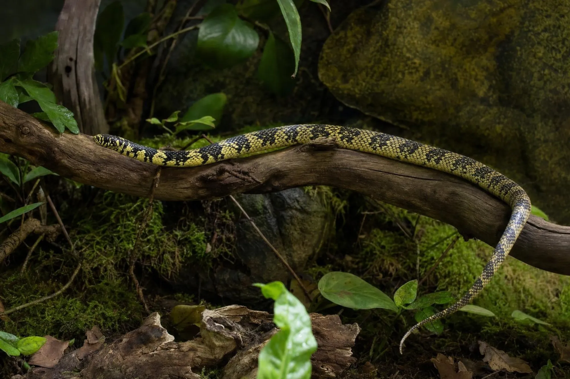 Hühnerfresser, Spilotes pullatus