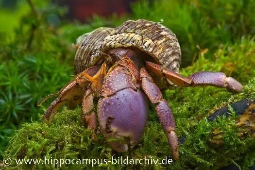 Landeinsiedlerkrebs, Coenobita brevimanus (Großscheren-Landeinsiedlerkrebs)