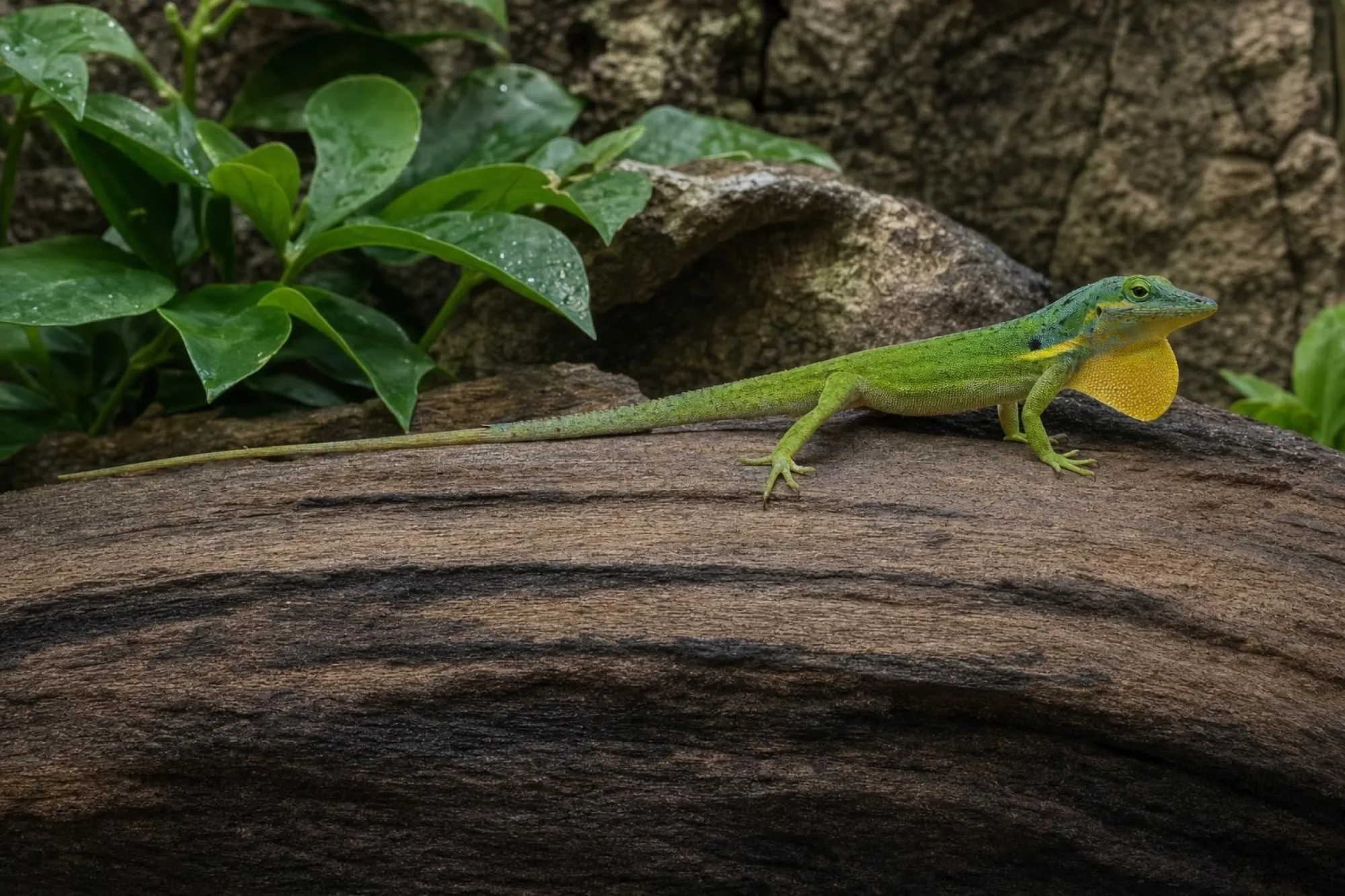 Gefleckter Anolis, Anolis bimaculatus