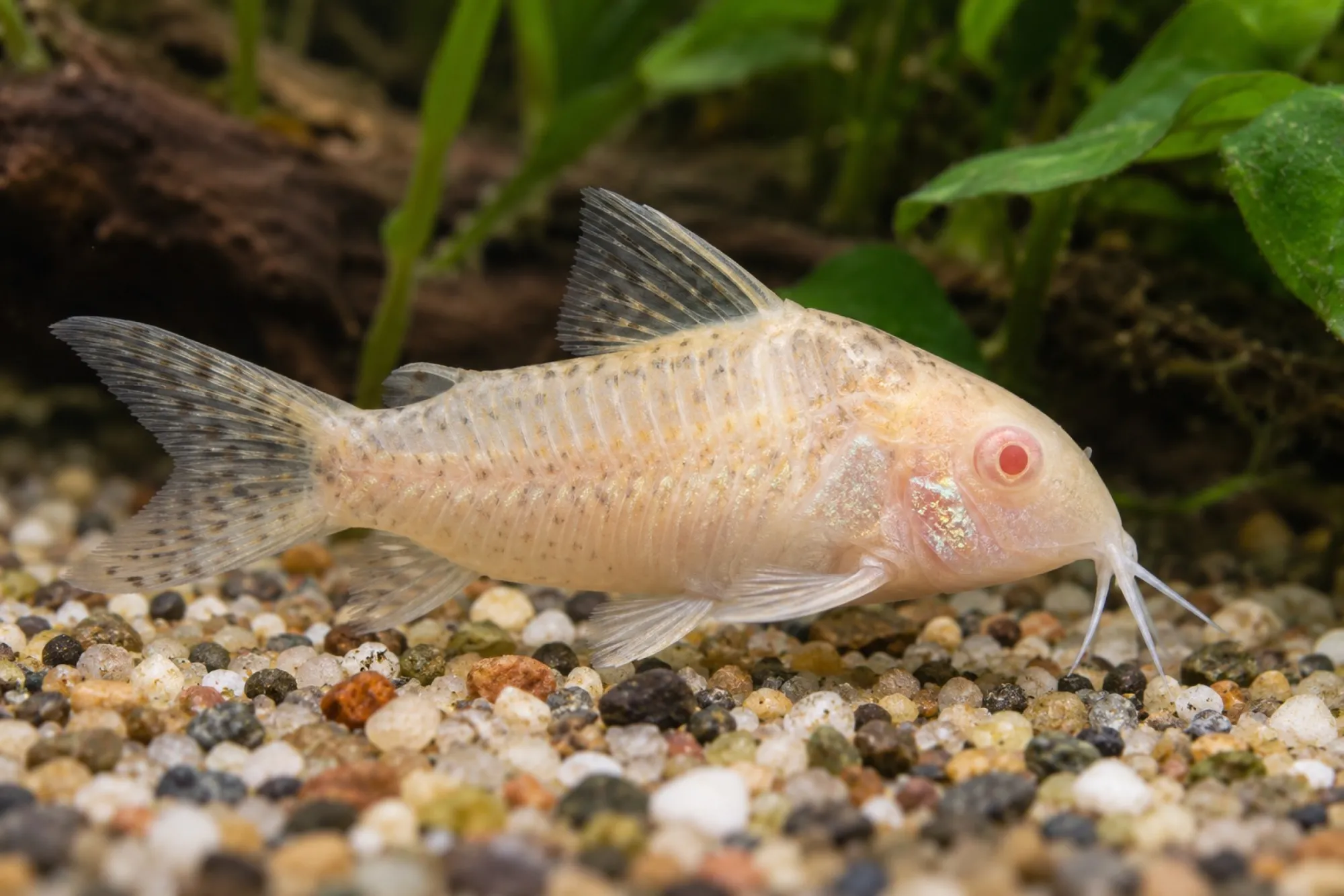 Marmorierter Panzerwels „Albino“, Corydoras paleatus