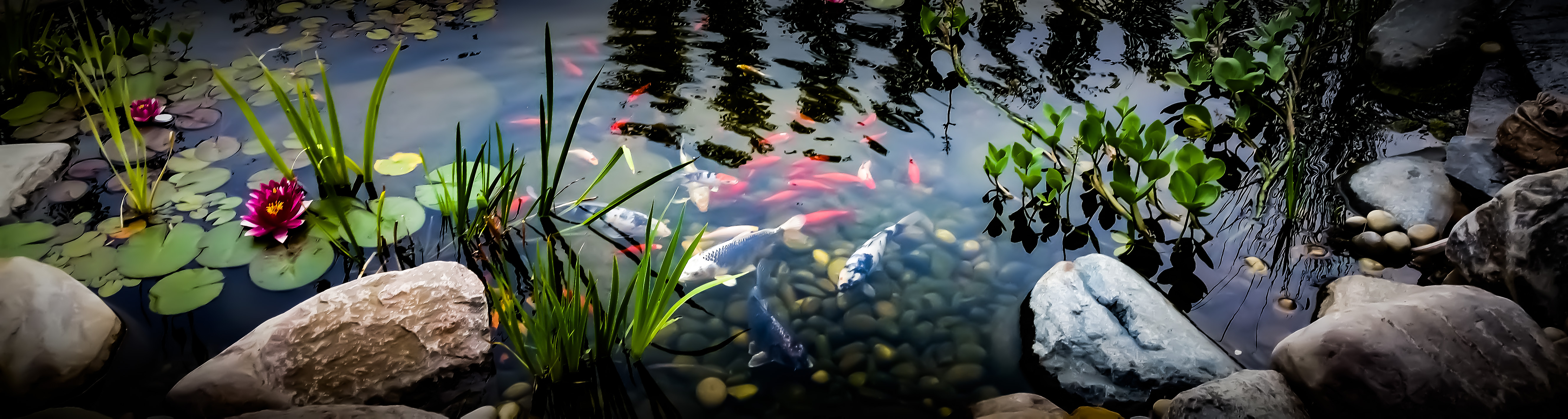 Prachtvoller Gartenteich mit Goldfischen, Koi und Seerosen