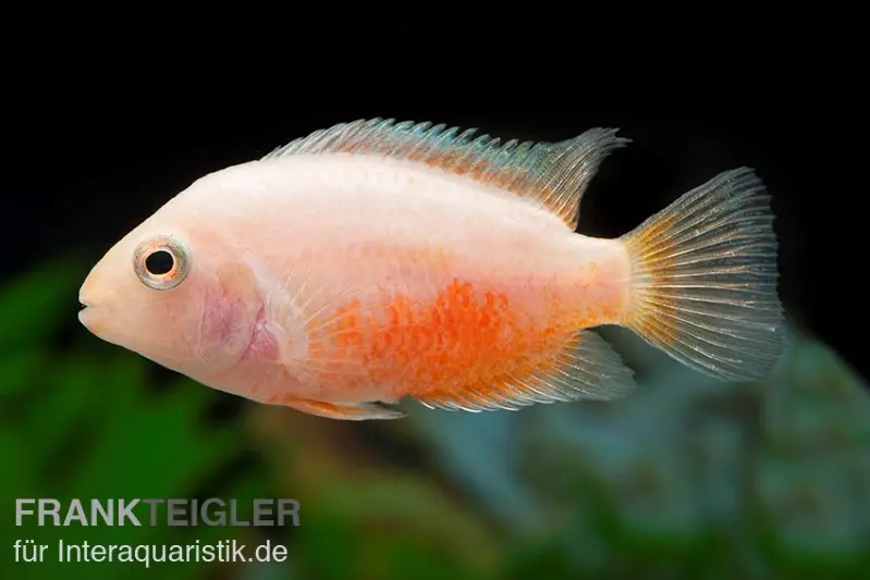 Goldener Grünflossenbuntbarsch, Cichlasoma nigrofasciatum gold