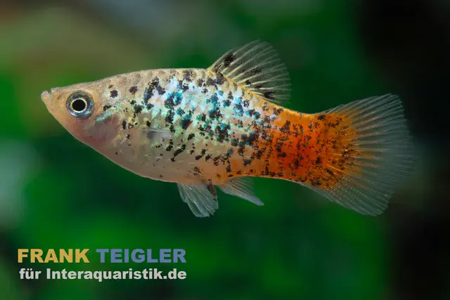Regenbogenplaty Pfeffer & Salz, Xiphophorus maculatus PEPPER & SALT GOLD