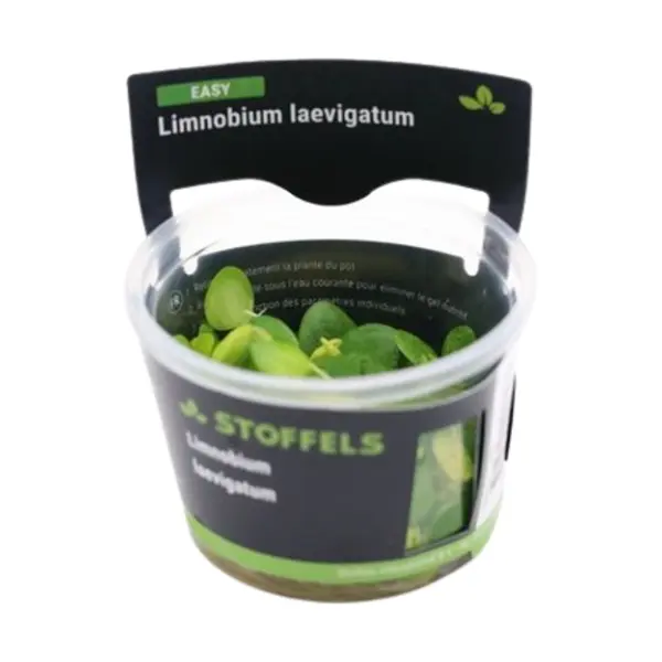 Teichpflanzen einjährig