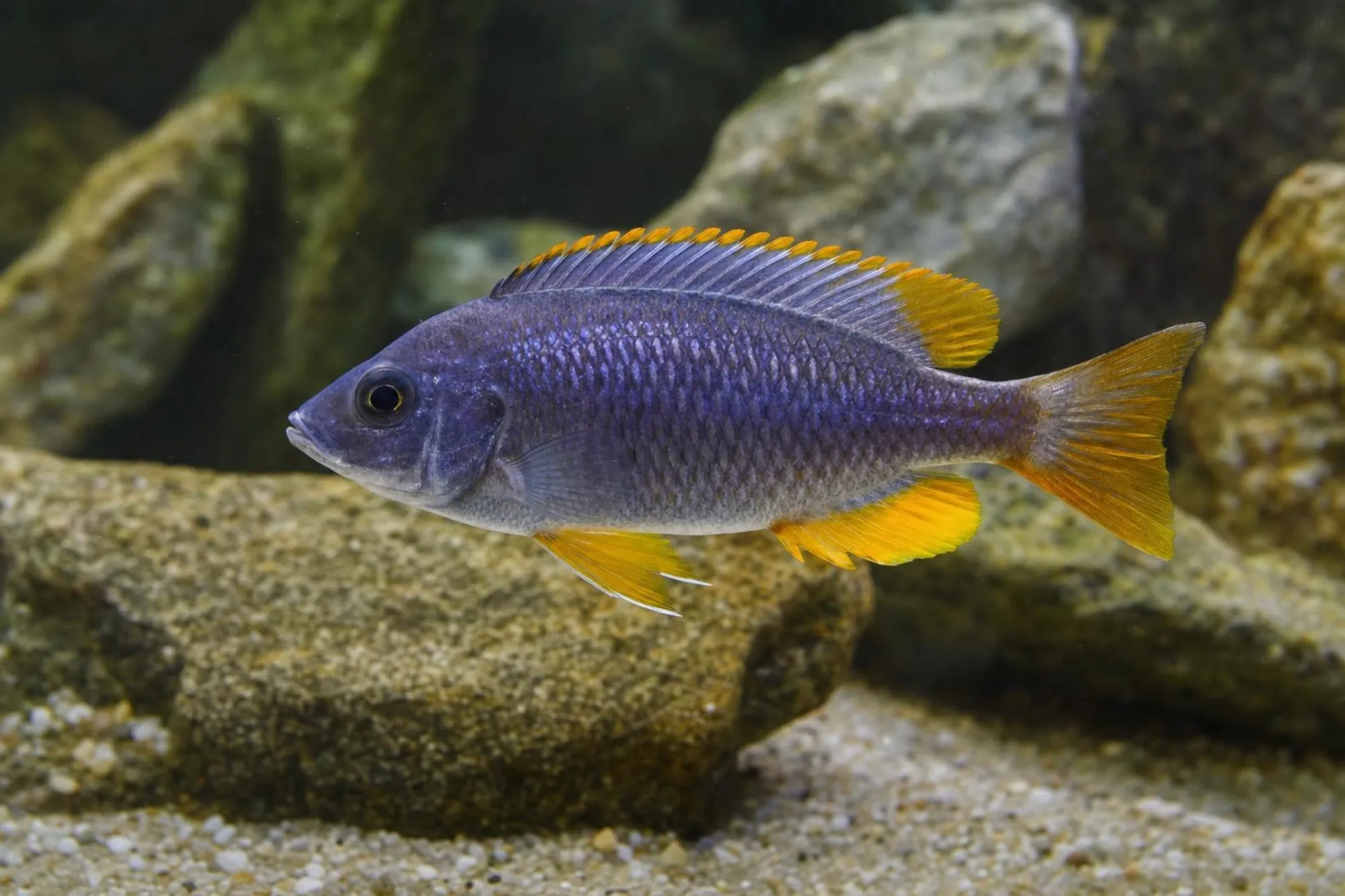 Borleyi-Utaka „Yellow Fin“, Copadichromis borleyi