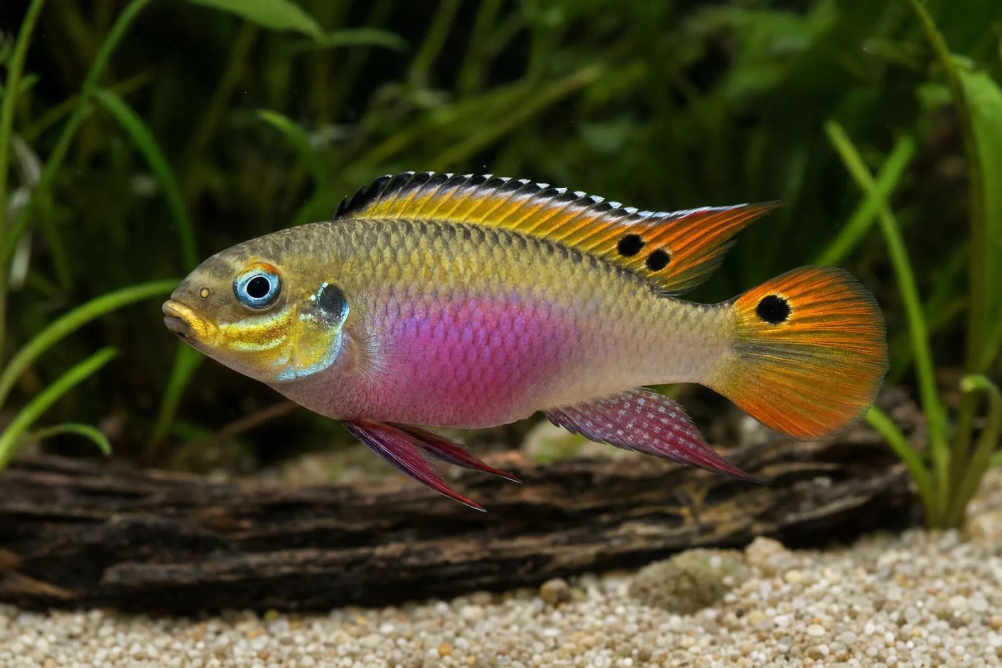 Smaragdprachtbarsch „Koukoue“, Pelvicachromis kribensis