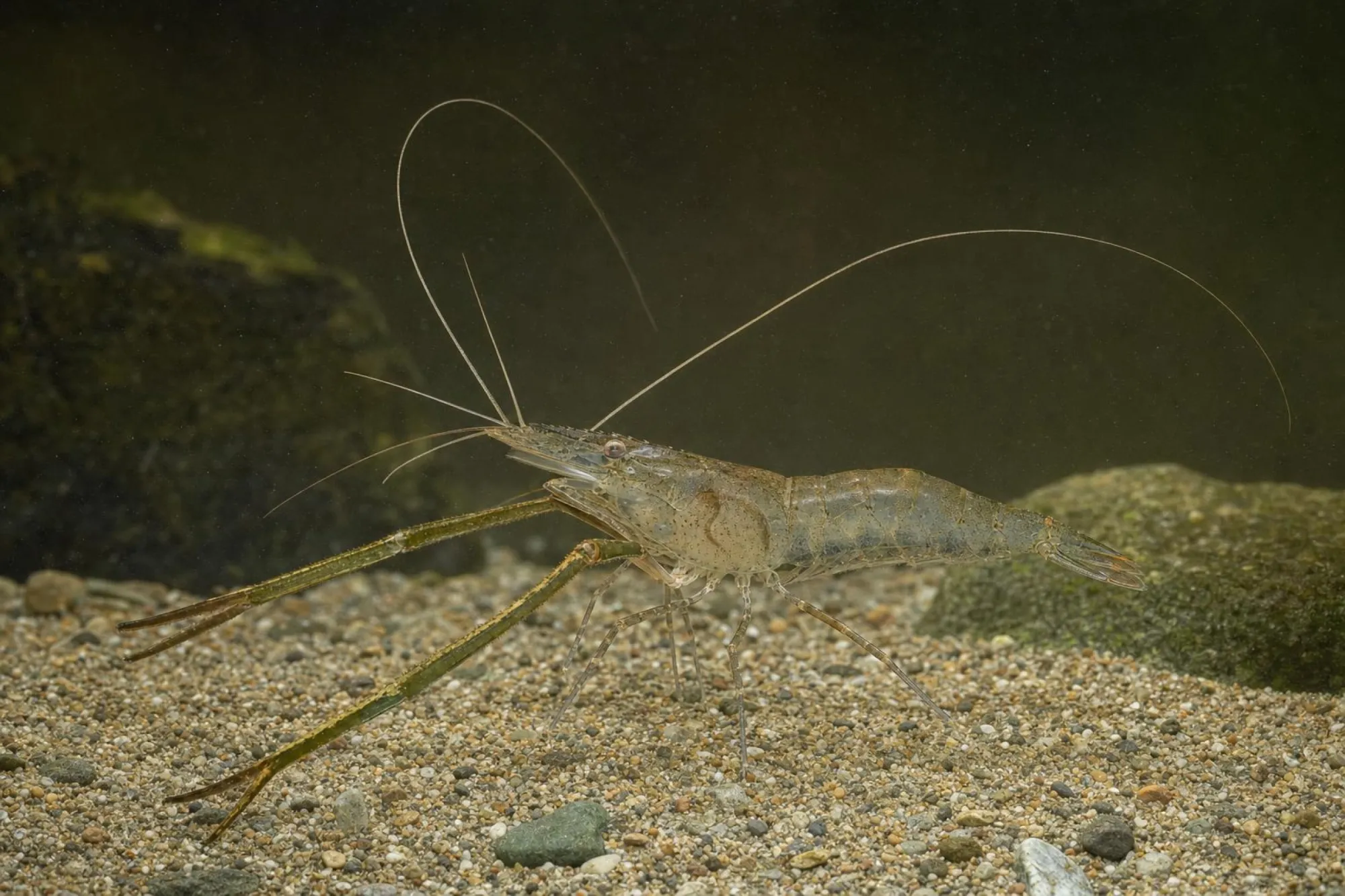 Ostasiatische Flussgarnele, Macrobrachium nipponense