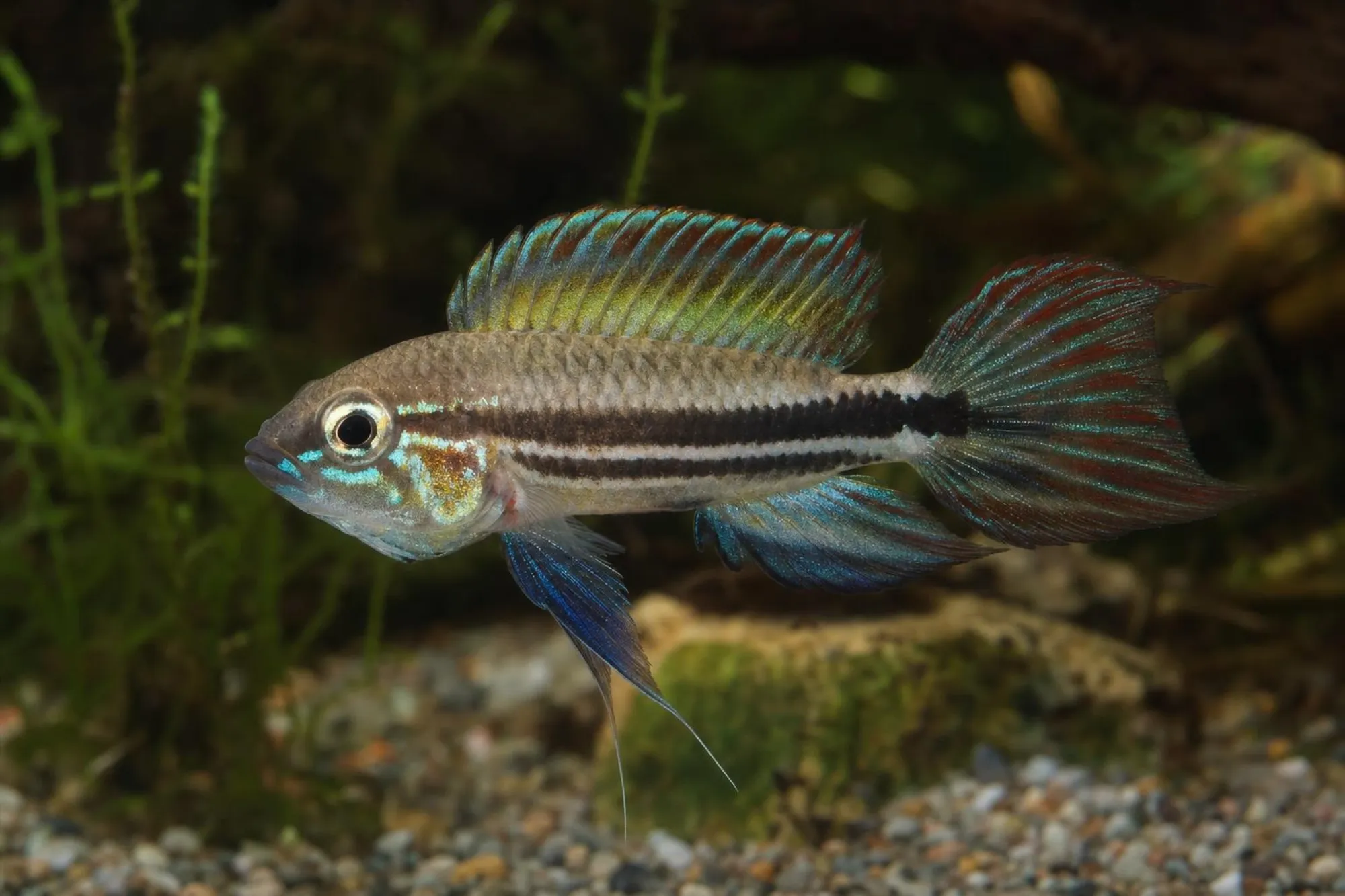 Mendez-Zwergbuntbarsch „Santa Isabel“, Apistogramma mendezi