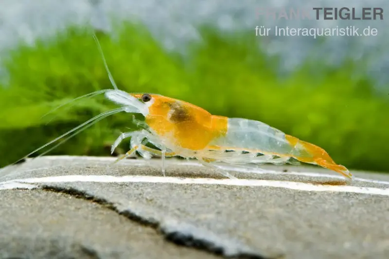 Orange Rili Garnele, Neocaridina davidi