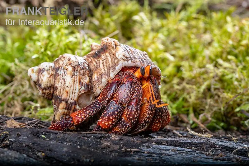 Lava-Landeinsiedlerkrebs, Coenobita sp. Lava