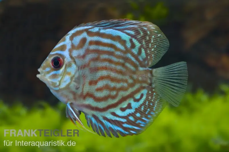 Rot-Türkis-Diskus, Symphysodon discus, ca. 6,0-8,0 cm
