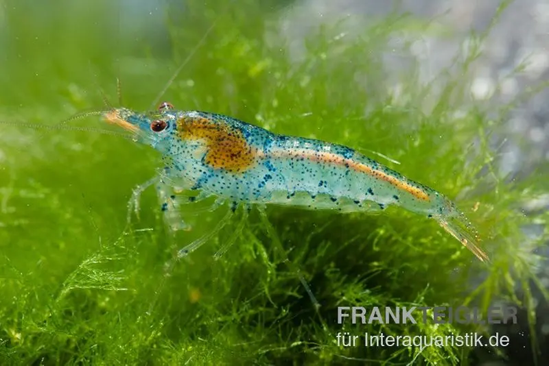 Aura Blue Garnele, Caridina cf. serrata "Aura Blue"
