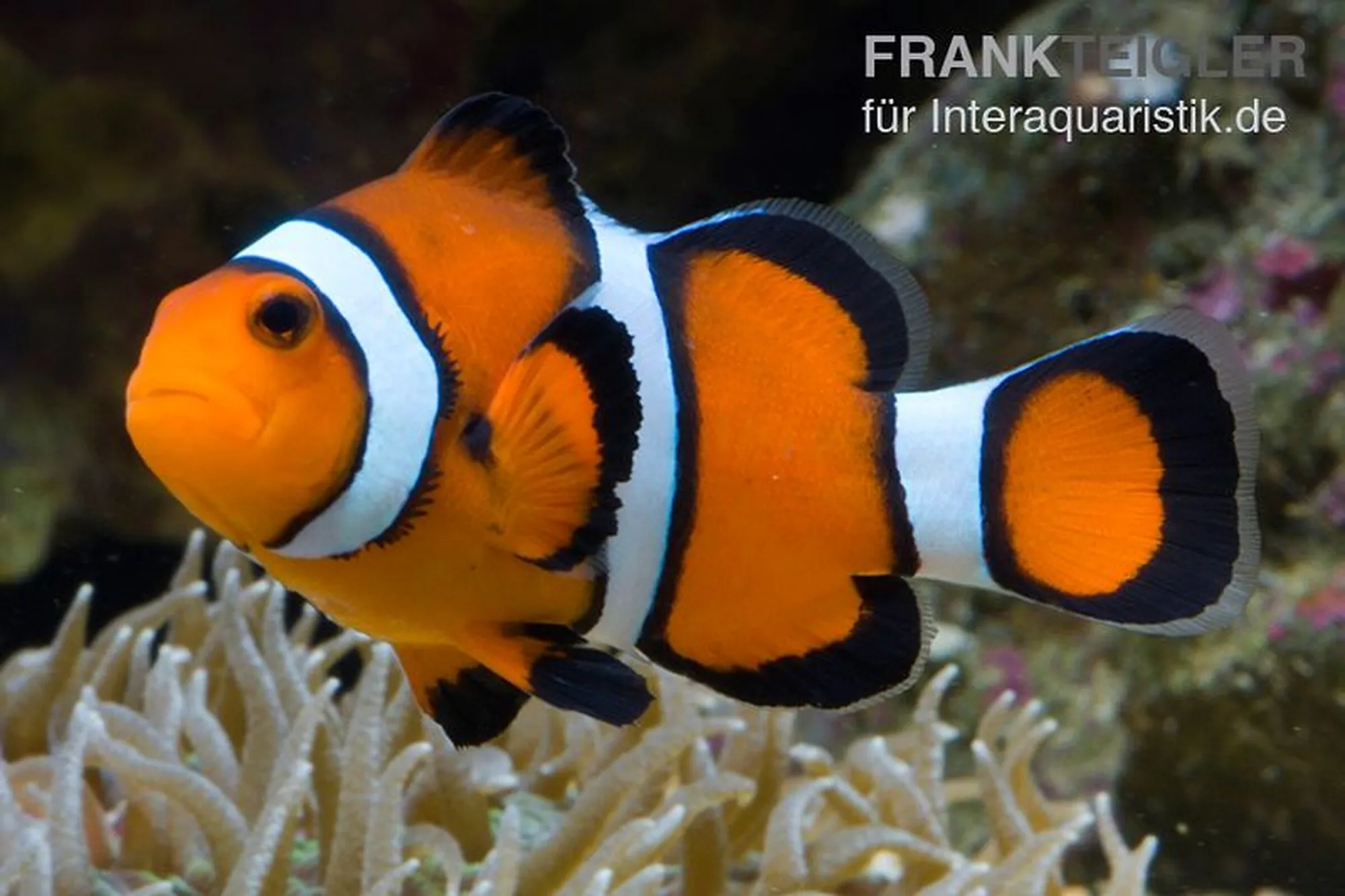 Percula-Clownfisch Nachzucht, Amphiprion percula