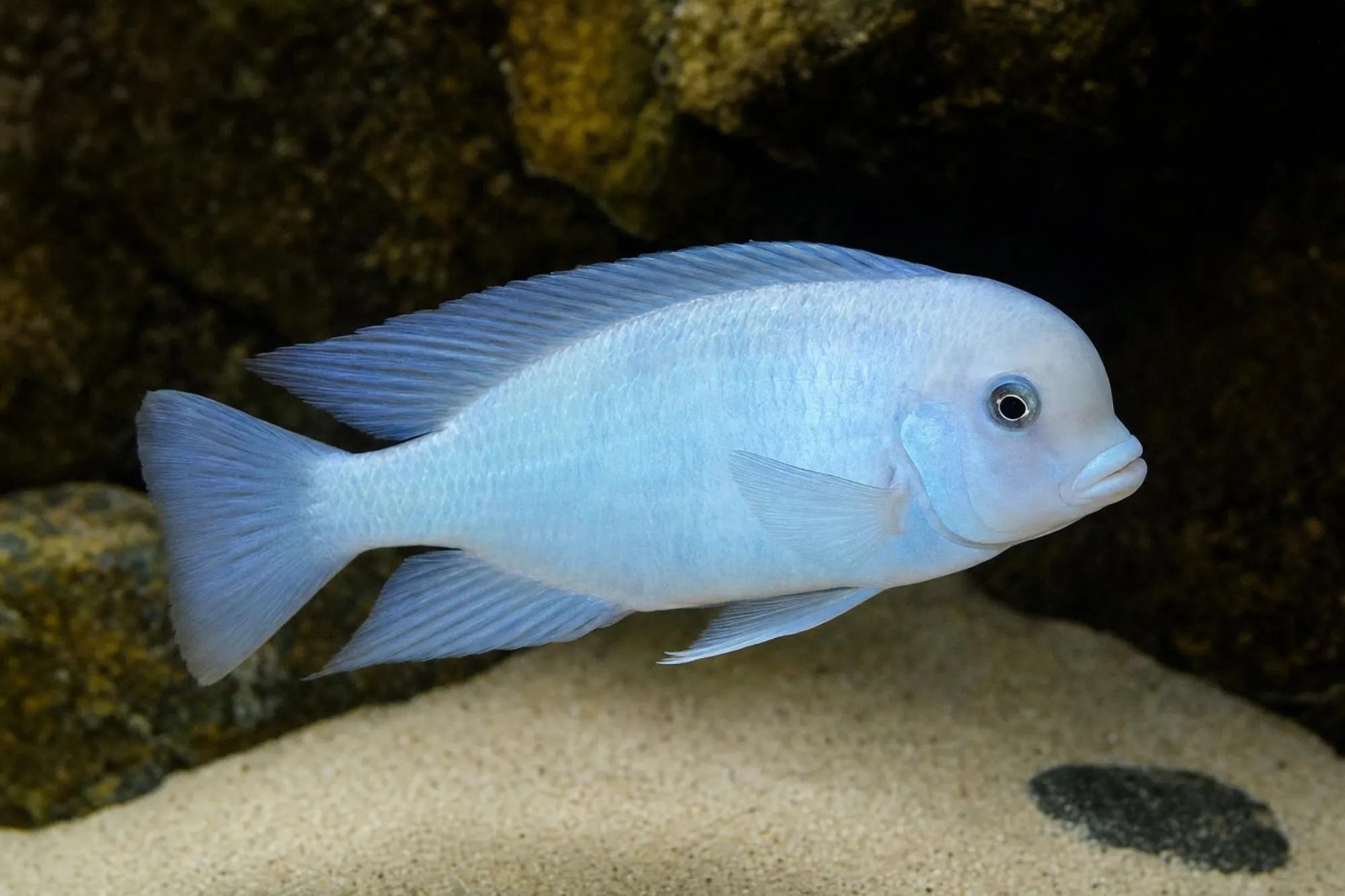 Delfinbuntbarsch „White Black Eye“, Cyrtocara moorii, ca. 3,0-4,0 cm
