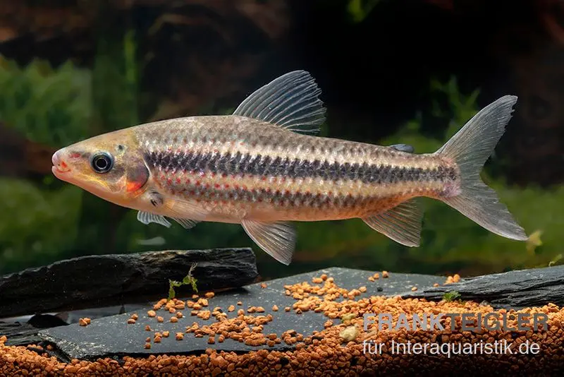 Gestreifter Leporinus, Leporinus striatus, 4-5 cm