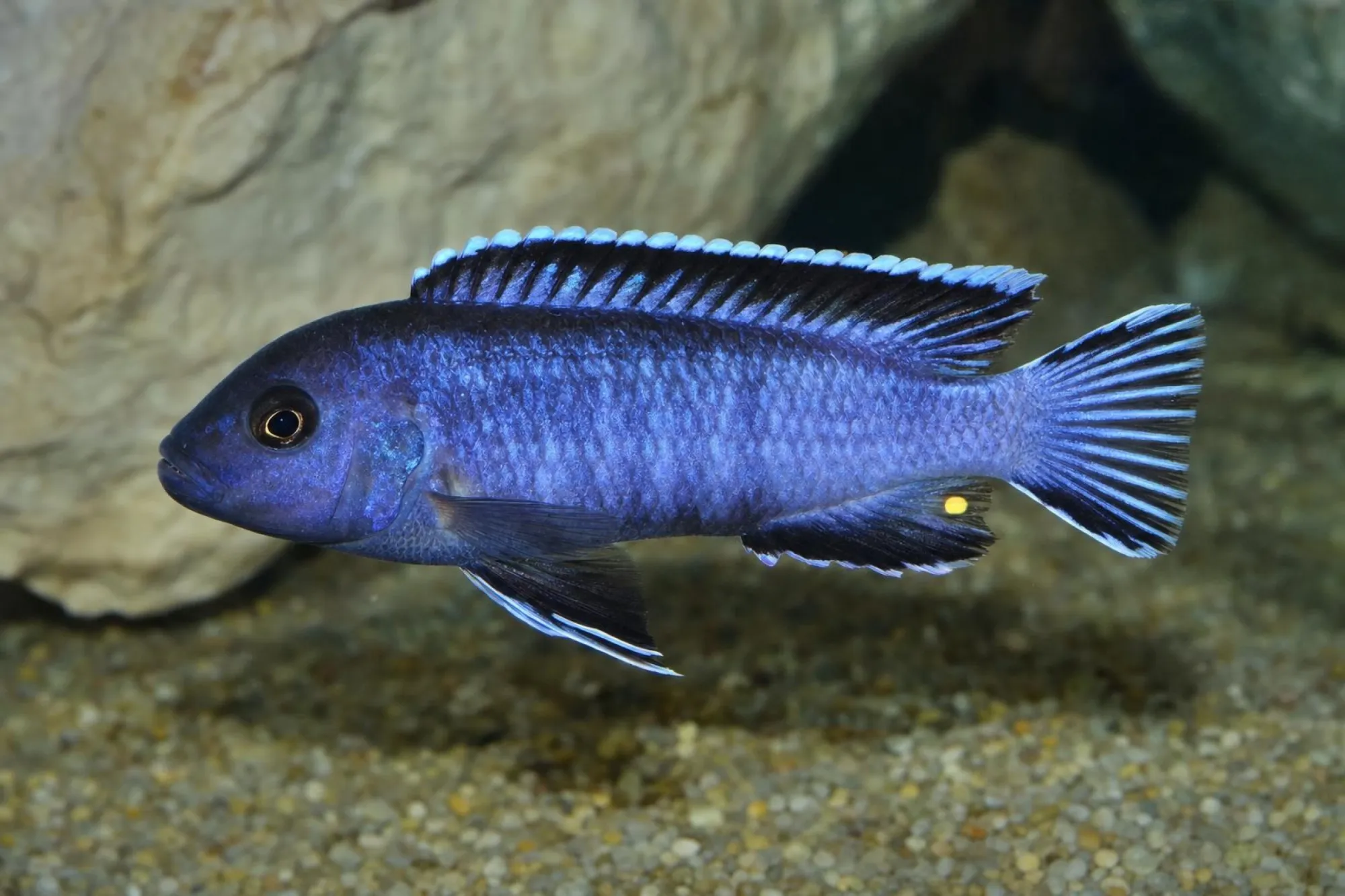 Likoma-Maulbrüter, Pseudotropheus perileucos