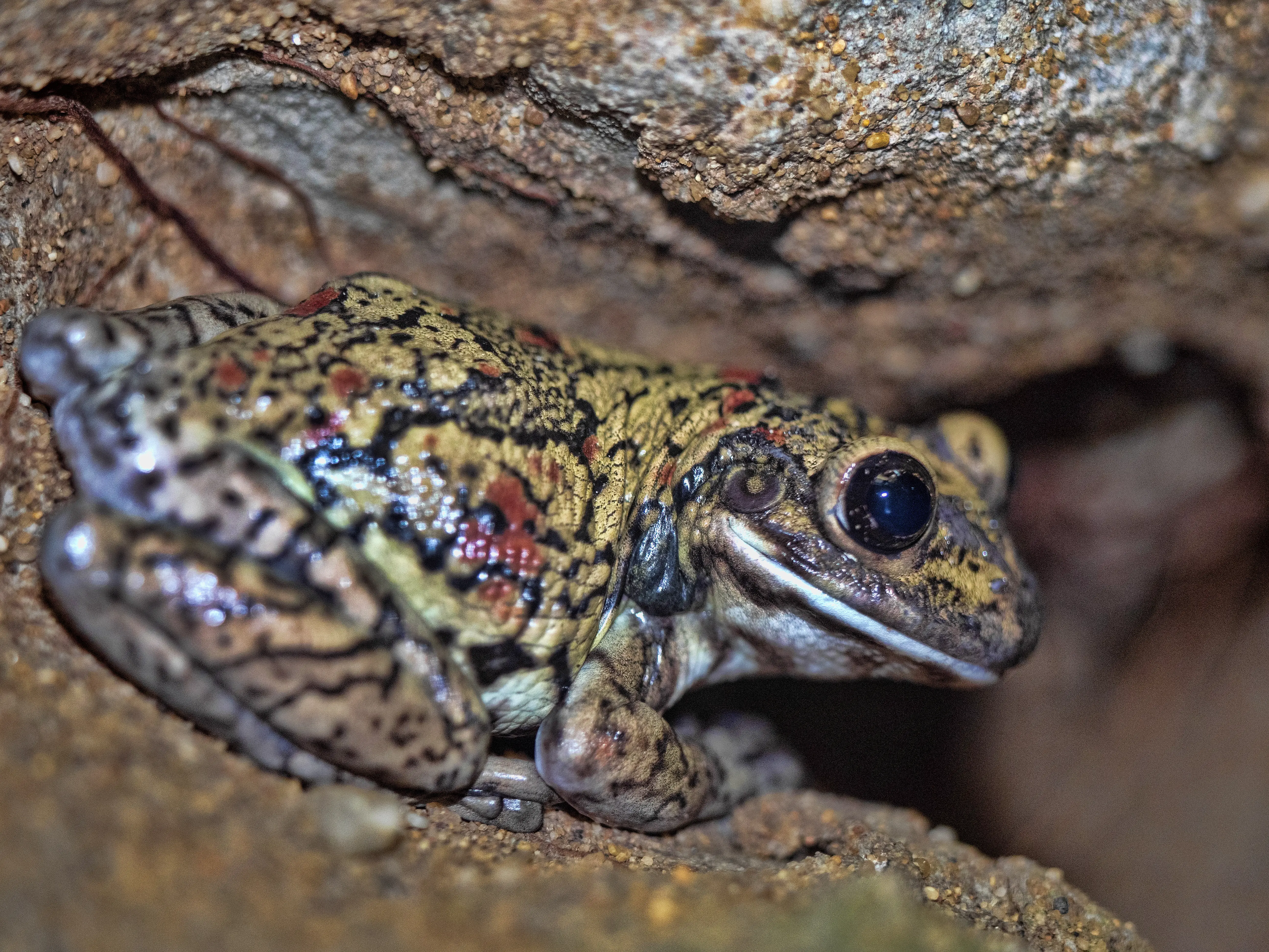 Schwarzgefleckter Riesenlaubfrosch, Trachycephalus nigromaculatus