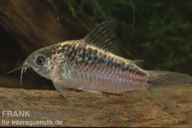 Schraffierter Panzerwels, Corydoras elegans Brazil