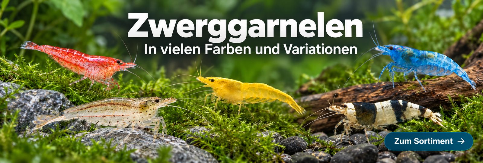Rote, transparente, gelbe, blaue und schwarz-weiße Garnelen auf Moos, Steinen und einer Wurzel im Aquarium