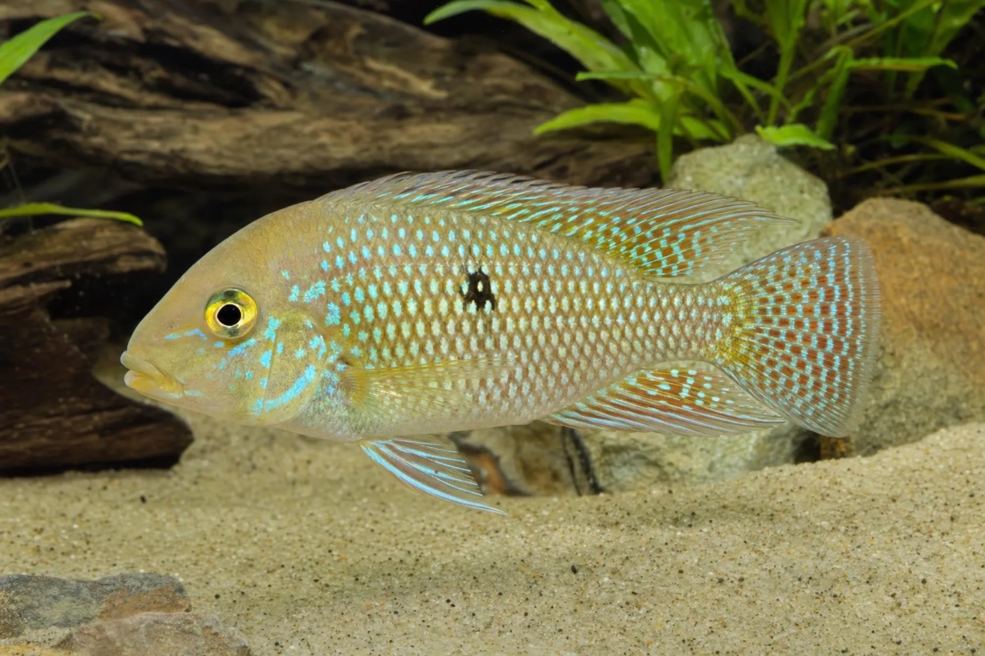 Perlmutt-Erdfresser „Red“, Geophagus brasiliensis