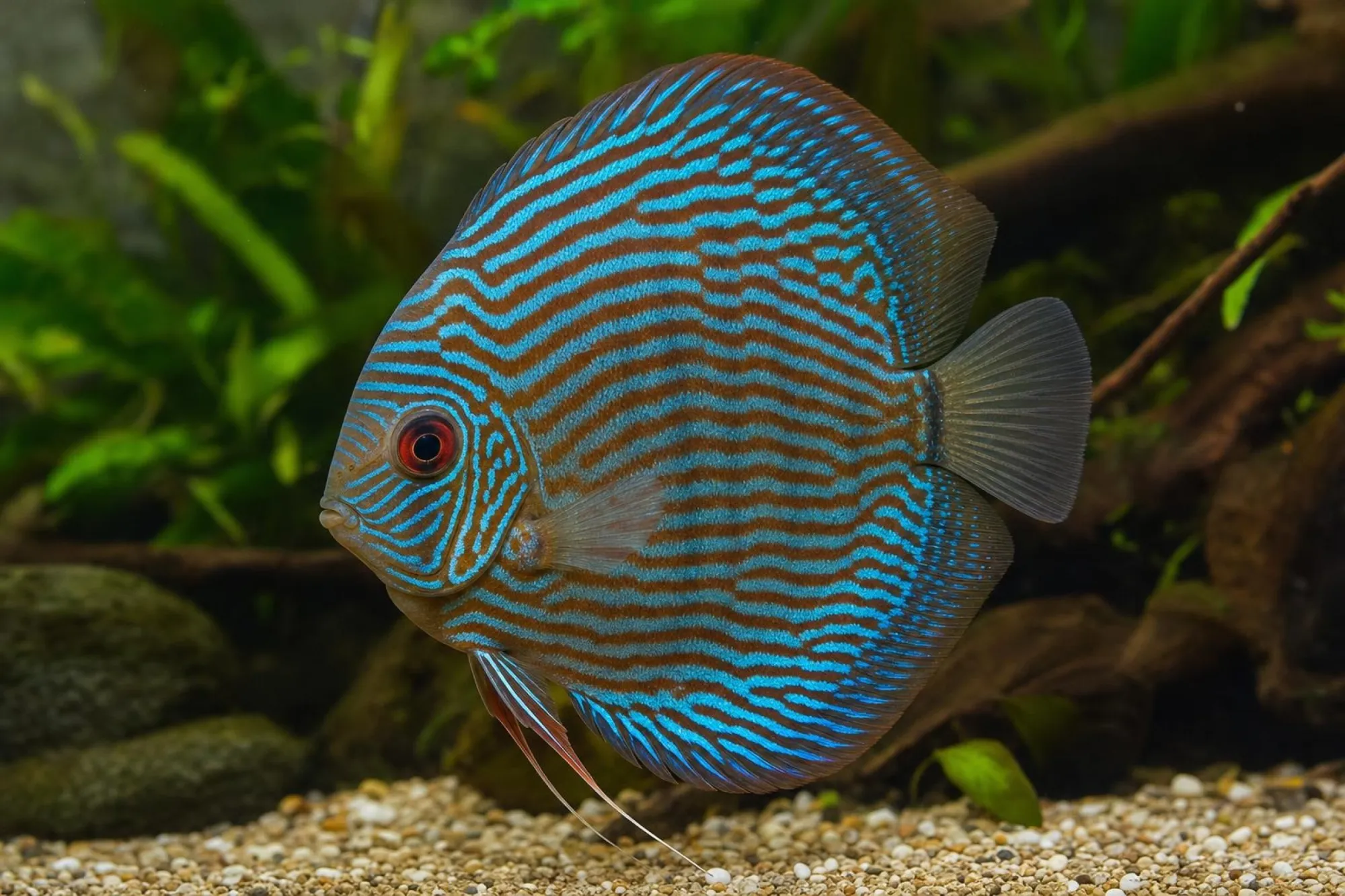 Diskus „Blue Neon“, Symphysodon aequifasciatus, ca. 7,0 cm