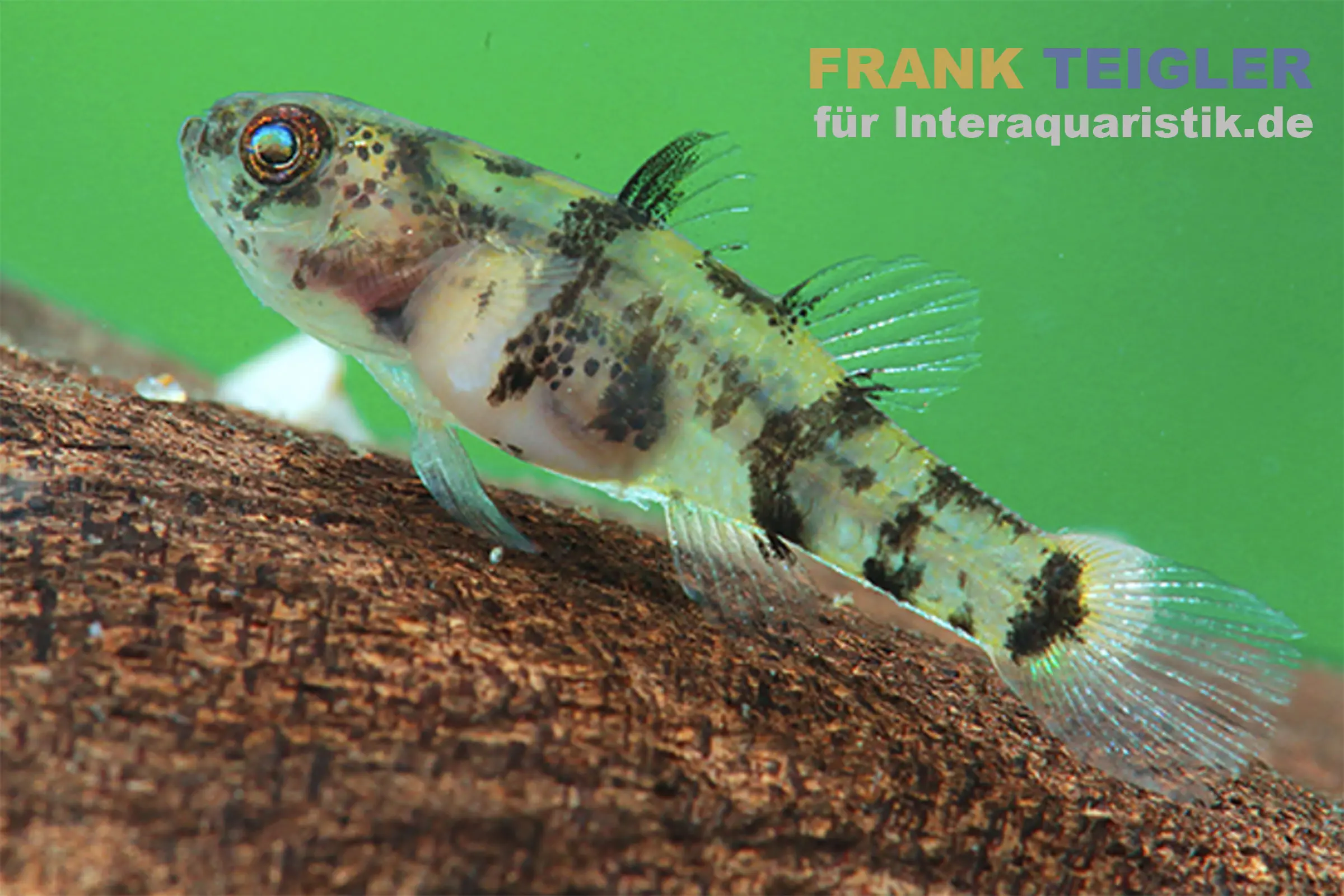 Mekong-Goldringelgrundel, Brachygobius mekongensis (Minifisch)