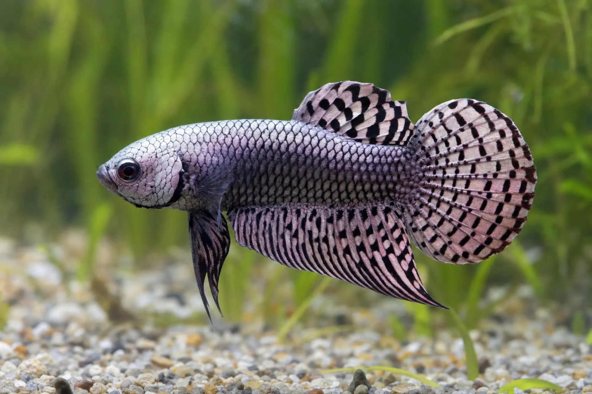 Alien-Kampffisch Kupfer-Violett, Weibchen, Betta sp.