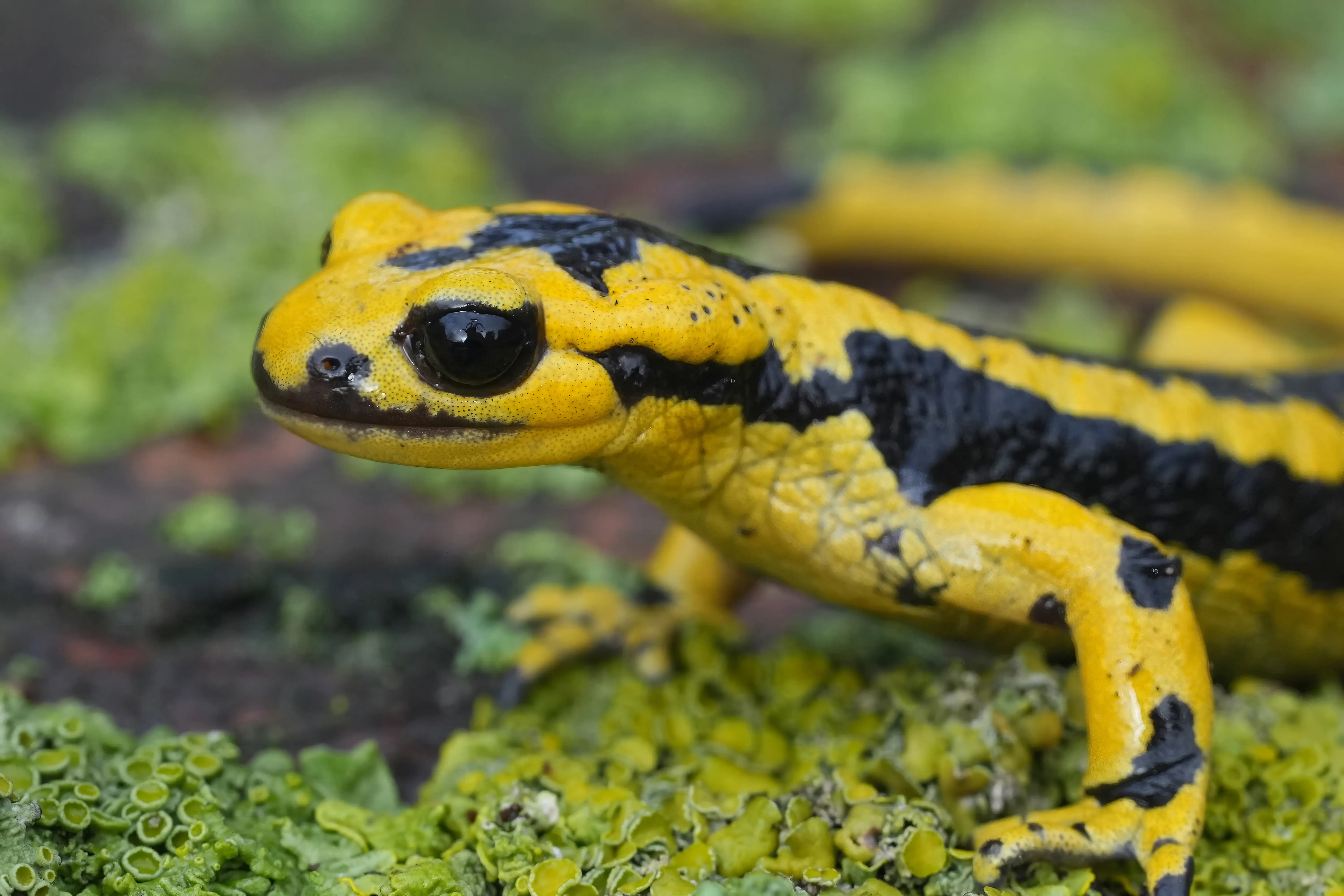 Asturischer Feuersalamander, Salamandra salamandra bernardezi