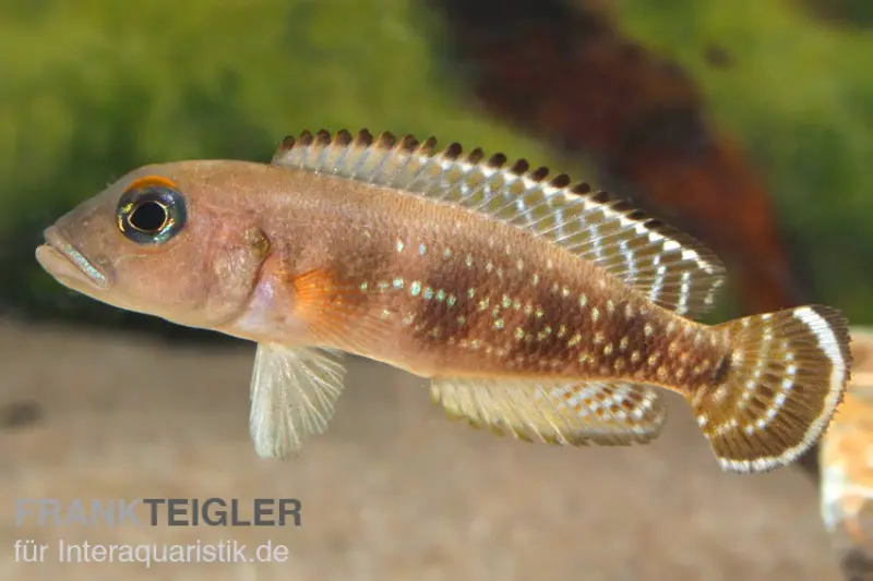 Blauaugen-Schneckenbarsch, Neolamprologus meeli, 3-5 cm