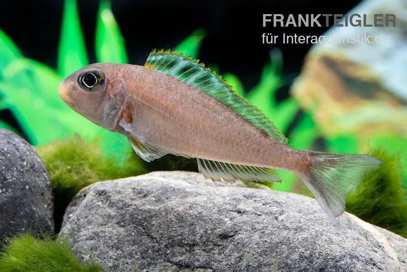 Sandcichlide Kekese, Xenotilapia papilio Kekese Sunflower