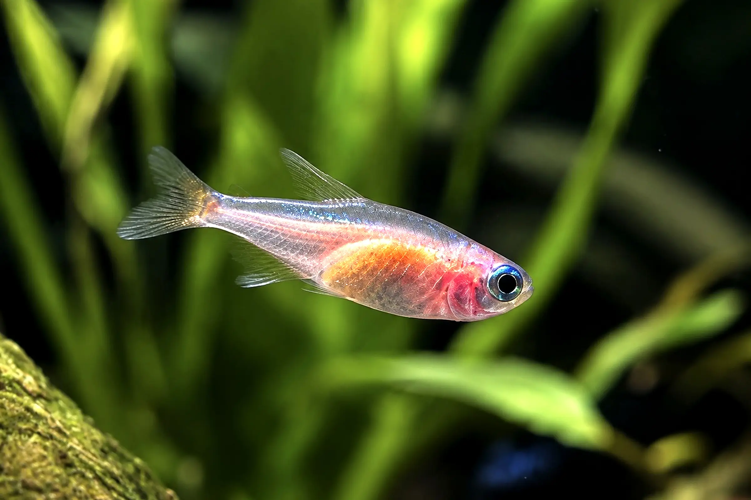 Oranger Neonsalmler Paracheirodon innesi "Orange" im Aquarium, leuchtend orange-rosa Körperfarbe, friedlicher Gesellschaftsfisch für weiches Wasser