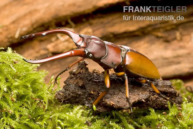 Weinroter Geweihkäfer, Prosopocoilus astacoides