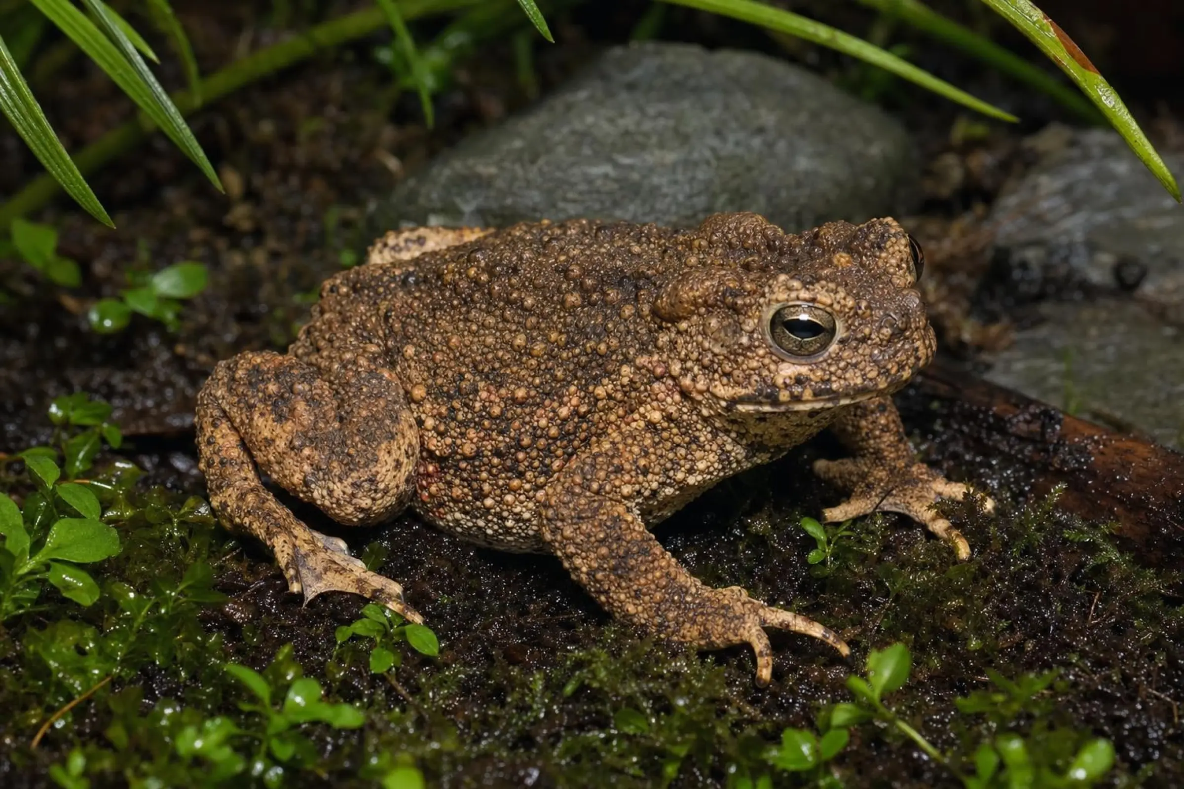 Asiatische Riesenkröte, Phrynoidis asper