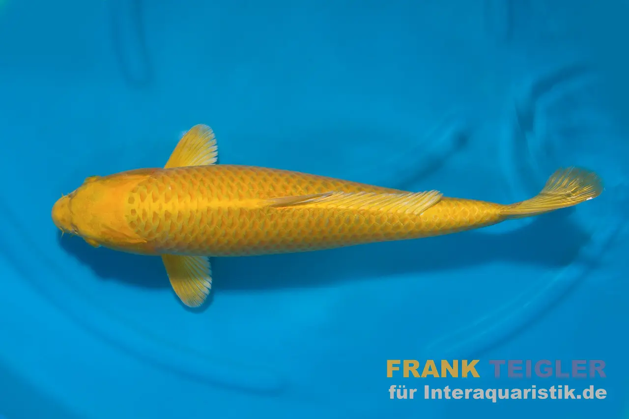 Japan Koi Suda Tosai Ginrin Yamabuki, Cyprinus carpio, 15-17 cm