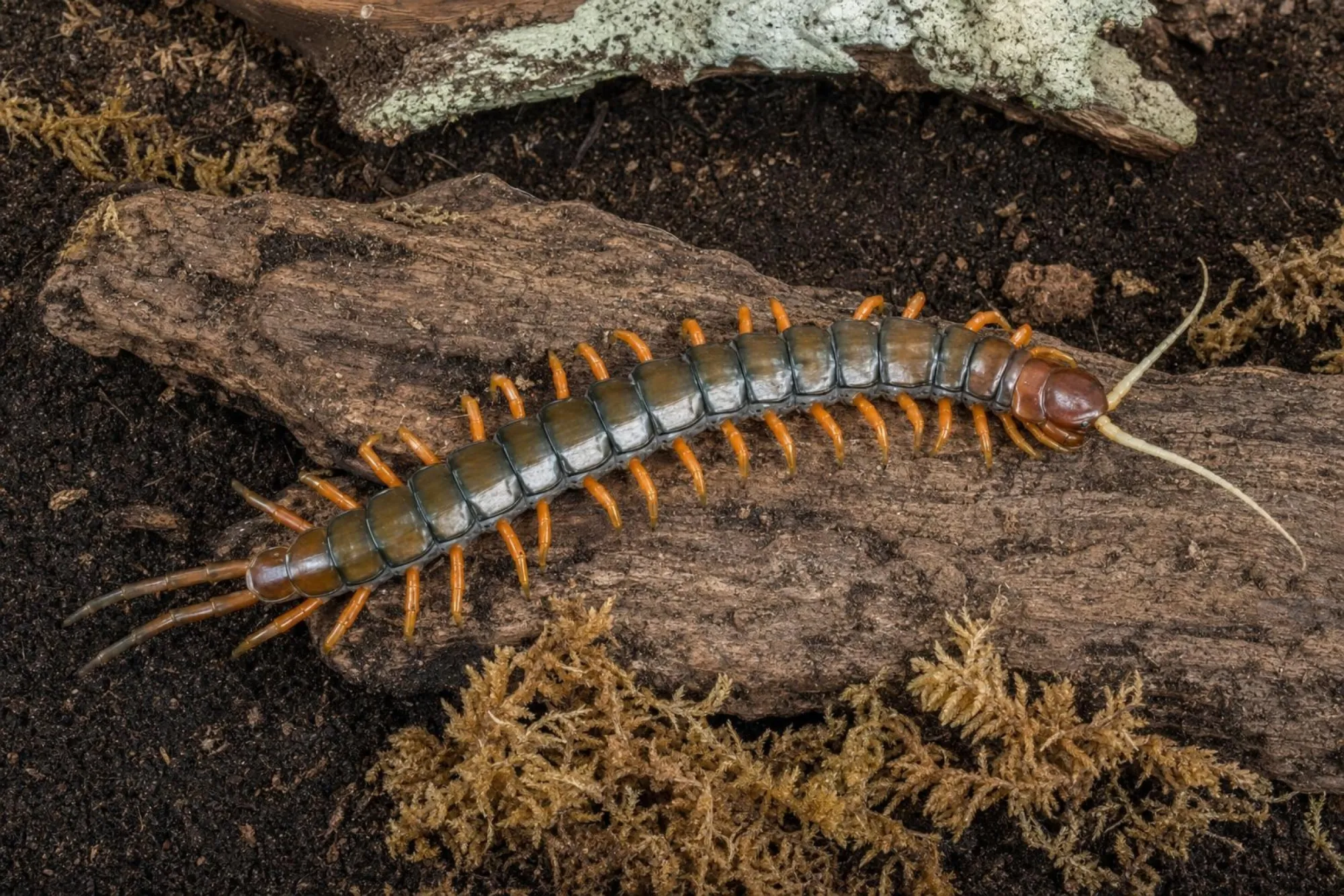 White-Beard-Skolopender, Scolopendra sp.