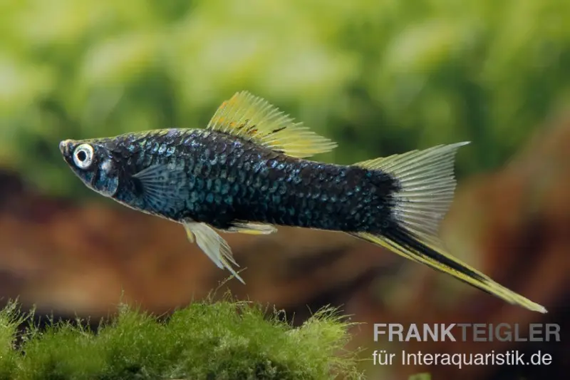 Schwarzer Schwertträger, Xiphophorus helleri